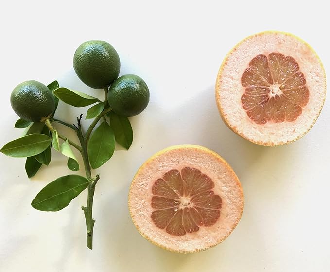 Murchison-Hume Natural Dish Soap – Plant-Based, Eco-Friendly Dishwashing Liquid – Tough on Grease, Non-Toxic & Safe for Sensitive Skin – 16 oz (Australian White Grapefruit)